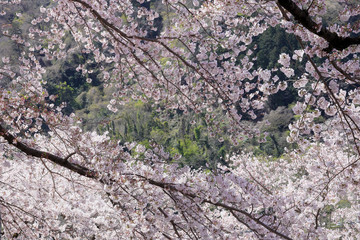 桜満開