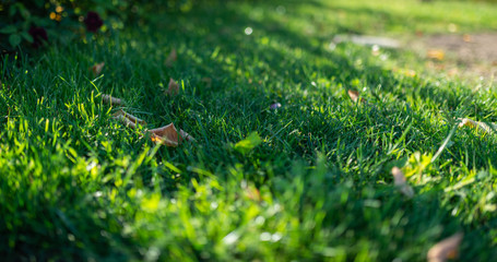 Green grass background. Selective focus with shallow depth of field.