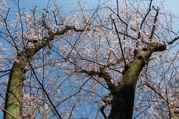 桜の木