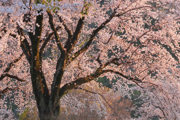 桜満開