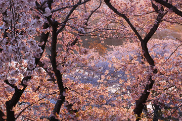 桜満開