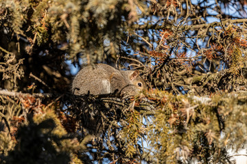 Squirrel. Eastern gray squirrel in  winter. Squirrel  in the sun in winter on spruce tree. Natural scene from Wisconsin