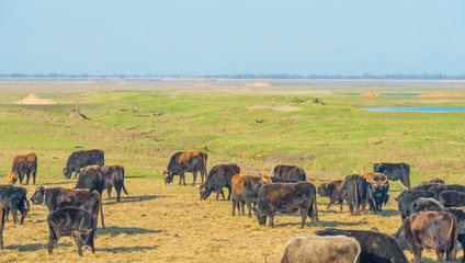 Cows in a green field in wetland below a blue sky in winter
