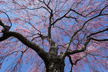 枝垂れ桜
