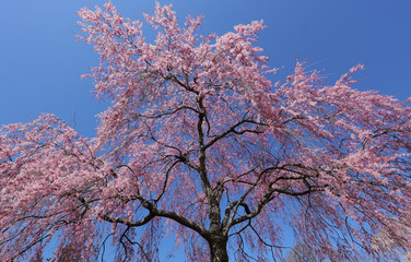 枝垂れ桜