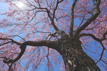 Fototapeta premium 枝垂れ桜
