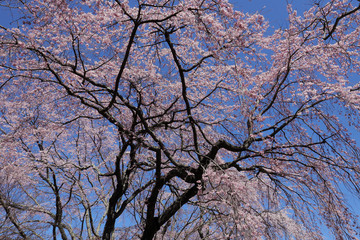 枝垂れ桜