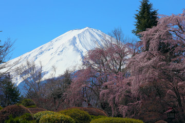 Obraz premium 春の富士山