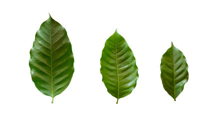 Green coffee leaves of different sizes, isolated on a white background with the clipping path.