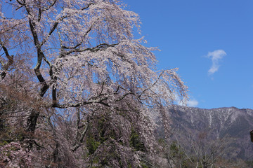 枝垂れ桜