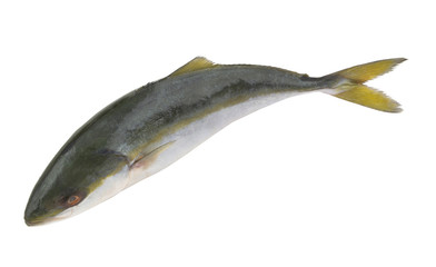 Fresh amberjack fish isolated on white background