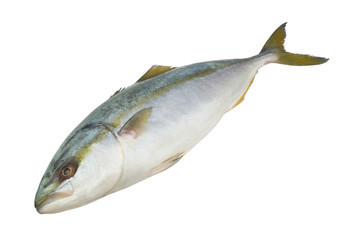 Raw yellowtail amberjack fish isolated on white