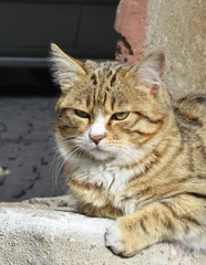 portrait of a cat on the street