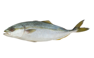 Amberjack fish isolated on white background