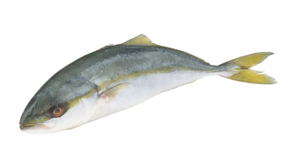 Yellowtail amberjack fish isolated on white background