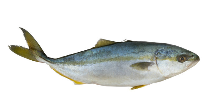 Raw fresh yellowtail amberjack fish isolated on white