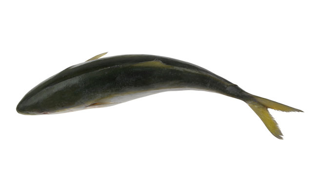 Yellowtail amberjack fish isolated on white, top view