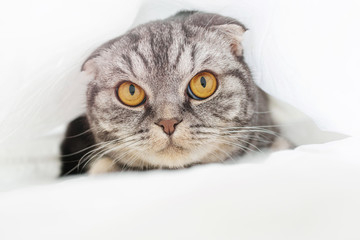 A gray scottish fold cat sits on a bed in a sheet. The concept of pets, comfort, pet care, keeping cats in the house. Light image, minimalism, copyspace...
