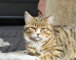 portrait of a cat on the street