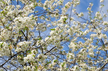 Cherry blossoms against a blue sky