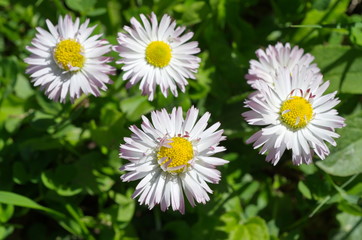 Perennial daisies (lat. Bellis perennis) in bloom in the garden © koromelena
