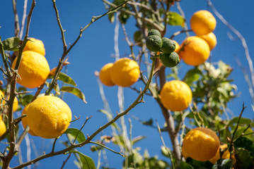 Bunches of fresh, ecologic yellow ripe lemons on lemon tree branches in winter
