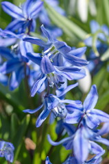 Blooming Scylla or Scilla (lat. Scilla difolia L.) close-up