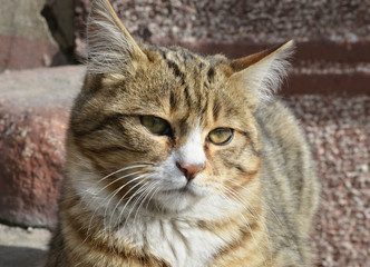 portrait of a cat on the street