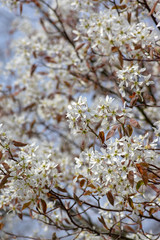 Amelanchier lamarckii deciduous flowering shrub, group of white flowers on branches in bloom
