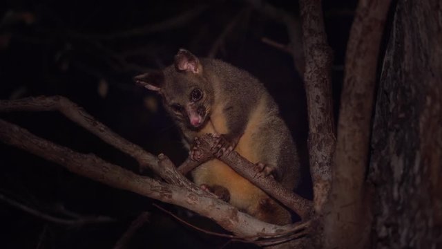 Nice and calm possum sits on a tree branch 