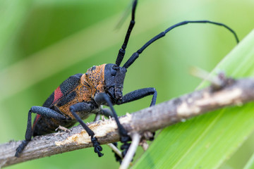 Close up of the longhorn beetle, Ceroplesis hottentotta crawling on a branch, South Africa
