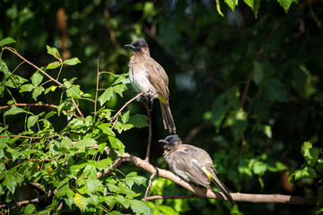 Two Dark-Capped Bulbul birds (Pycnonotus tricolor) on a branch, South Africa