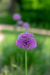 Allium hollandicum flowering springtime plant, group of purple persian ornamental onion flowers in bloom