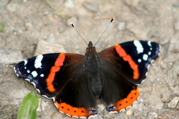 Fototapeta na wymiar Anamazing butterfly with orange and black colors