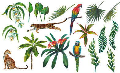 Tropical flowers, banana leaves and panther, leopard, cougar, wildcat, .parrots, palm trees, orchids isolated on white background © Арина Трапезникова
