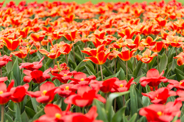 A red tulip flower plain
