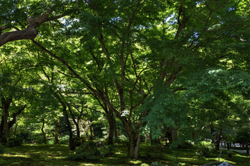 Fototapeta na wymiar 圓光寺の十牛の庭