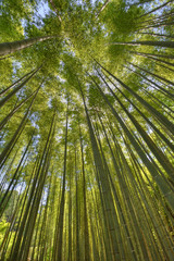 圓光寺の竹