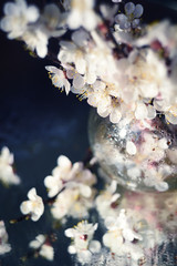 Delicate spring white flowers of a cherry tree. Branches with white flowers on a wet surface....
