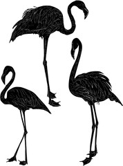three black flamingo sketches isolated on white
