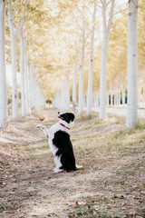 Naklejka na ściany i meble beautiful border collie dog sitting in a path of trees outdoors.