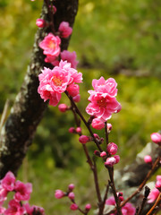 ピンクのハナモモ