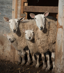 Obraz premium Sheep