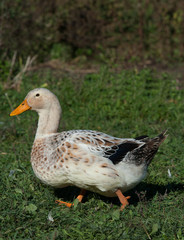 Obraz premium Duck Female silver Appleyard with orange beak walking on green grass in rural area hobby farm vertical format 