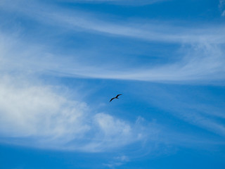Pássaro entre as núvens no lindo céu azul 