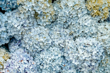 Hydrangea macrophylla pale blue flowers bush