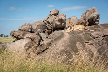 Lioness lies on rock surrounded by grass