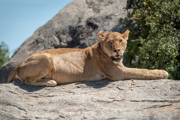 Fototapeta na wymiar Lioness lies on sunlit rock near bush