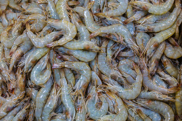 Pile Of Pacific White Shrimp,Litopenaeus Vannamei At The Fish Marketplace