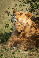 Lioness lies rubbing against cub beside bush
